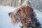 Airdale Terrier Profile in the Snow