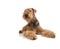 Airedale