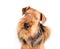 Airedale