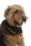 Airedale in front of a white background