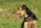 Airedale puppy Close-up