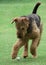 Airedale Terrier