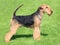 Airedale terrier