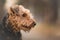 Airedale Terrier