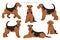 Airedale terrier all colours clipart. Different coat colors set