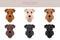 Airedale terrier all colours clipart. Different coat colors set