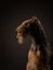 Airedale Terrier on a black background. pet profile portrait in studio light