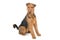 Airedale terrier dog