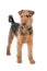 Airedale terrier dog