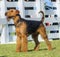 Airedale Terrier dog