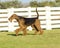 Airedale Terrier dog