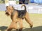 Airedale Terrier dog