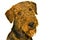 Airedale terrier dog curious expression isolated