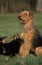 AIREDALE TERRIER DOG, FEMALE WITH PUPS