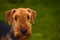 Airedale terrier dog in front of green background