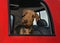 Airedale terrier dog inside big red truck