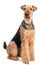 Airedale Terrier dog isolated