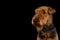 Airedale Terrier Dog on Isolated Black background