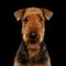 Airedale Terrier Dog on Isolated Black background