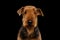 Airedale Terrier Dog on Isolated Black background