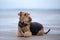 airedale terrier dog lying down on the beach