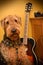 Airedale terrier dog in music studio with guitar