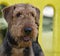 Airedale terrier dog at the park