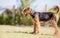 Airedale terrier dog playing