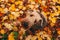 Airedale Terrier dog sitting in colorful autumn leaves, view from above, looking at the camera