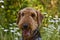 Airedale terrier dog in wildflowers