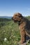 Airedale Terrier - Enjoying the View