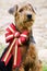 Airedale Terrier fluffy puppy dog in big sparkly Christmas bow