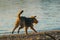 Airedale Terrier playing and searching for things on the beach