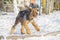 Airedale Terrier playing on a snow