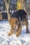 Airedale Terrier playing on a snow