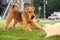 Airedale terrier playing with white cat