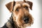 Airedale Terrier portrait photo, white background