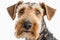 Airedale Terrier portrait photo, white background