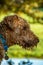 Airedale terrier portrait, sat in a green grass field