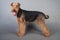 Airedale Terrier stands in front of grey background