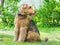 Airedale Terrier is a strong and muscular dog of medium size