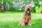 Airedale Terrier is a strong and muscular dog of medium size
