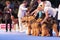 Airedale Terriers in the show ring