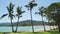 Airlie beach palm trees and coconut trees in Australia