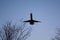 Airline Passenger Plane Coming in over trees, in Evening