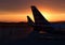 Airline Silhouette Tails During Sunrise