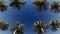 Airliner passing over palm trees