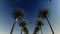 Airliner passing over palm trees