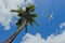 Airliner passing over palm trees