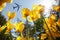 Airplane or airliner flying over blooming yellow tulips